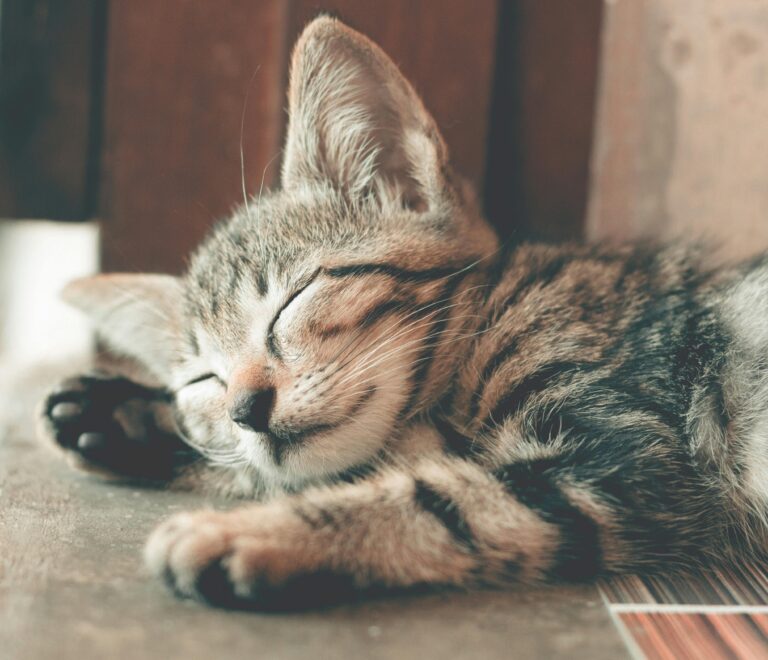 Top Reasons Why Z Pet Hotels Stands Out as the Pet Resort Choice for Your Furry Companion