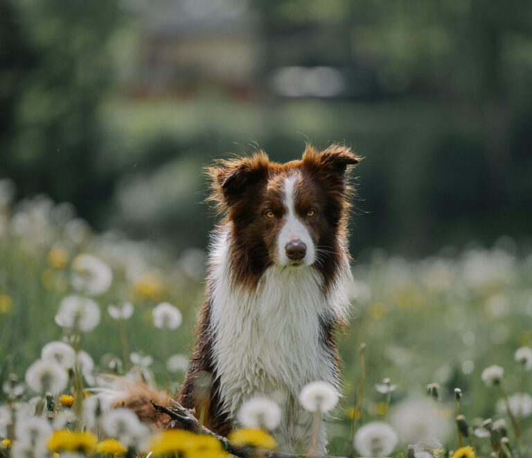 Discover What Sets Z Pet Hotel Apart: Luxury Pet Boarding in Las Vegas